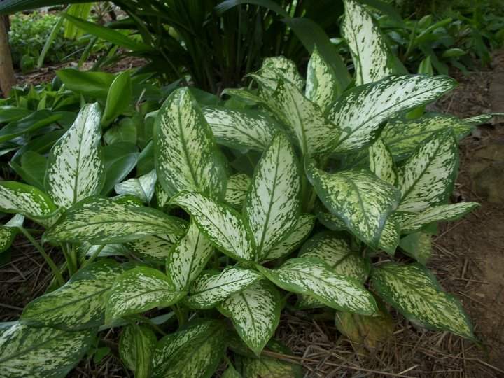 Aglaonema commutatum